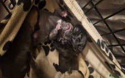 Frug dogs for sale: 6 beautiful frug puppies.  - Image 11