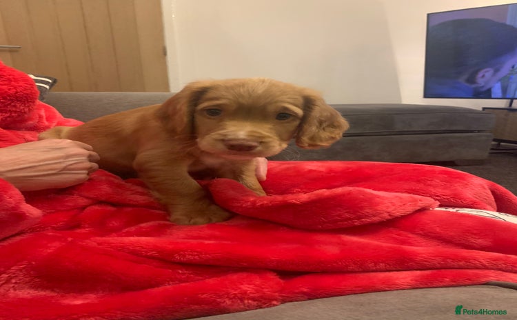Cocker Spaniel dogs REDUCED! LAST boy ready to leave now  - Advert 9