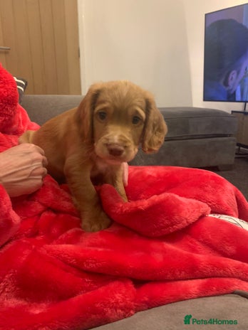 Cocker Spaniel dogs REDUCED! LAST boy ready to leave now - Advert 4
