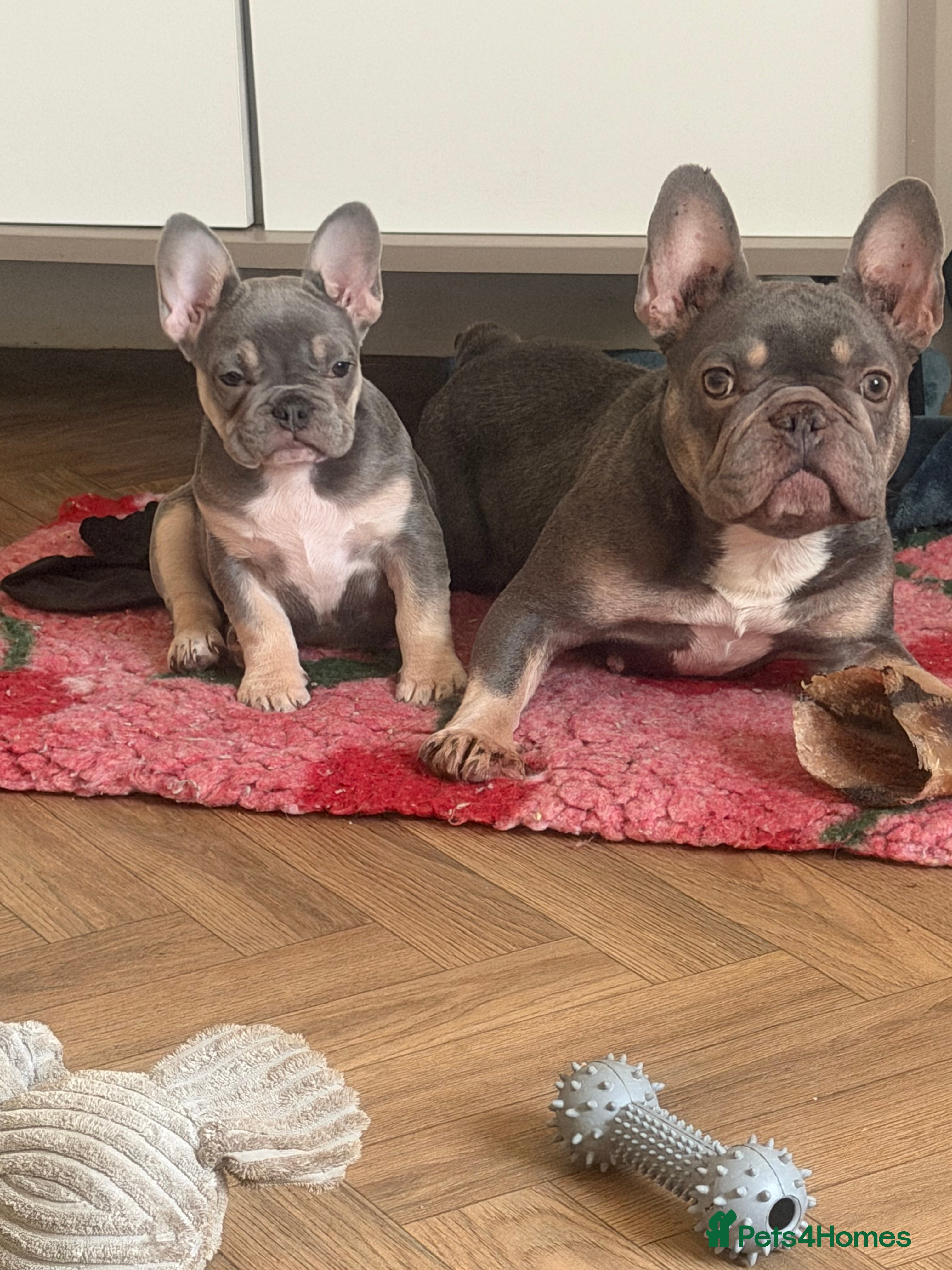 French Bulldog dogs Qaulity French bulldogs  - Advert 1
