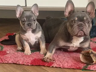 French Bulldog dogs Qaulity French bulldogs - Advert 1