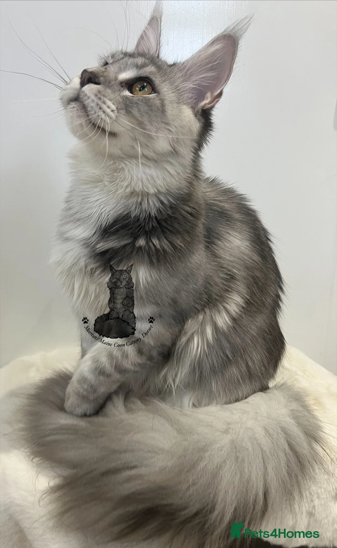 Maine Coon cats for sale: Kitten big XXL black  silver tabby Maine Coon - Advert 4