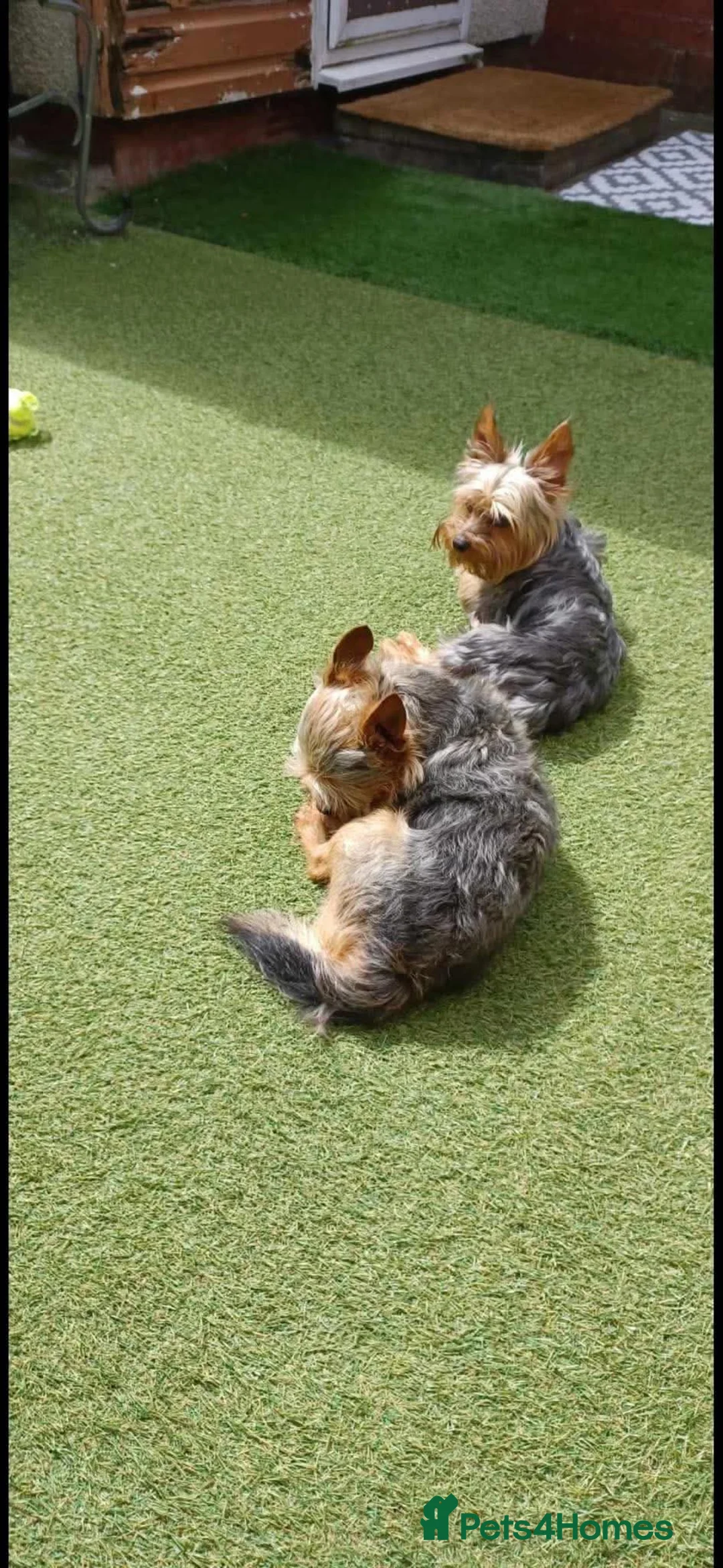 Yorkshire Terrier dogs for sale: adorable mini Yorkshire terrier puppies for sale in Bolton - Advert 16