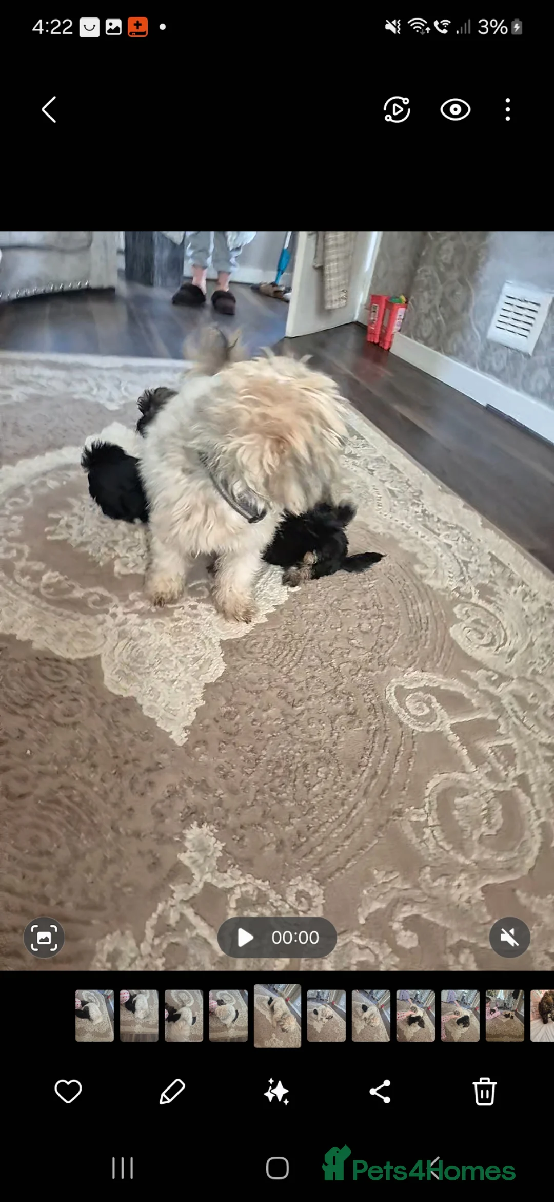 Shih Tzu dogs for sale: Beautiful shih-tzu - Advert 12