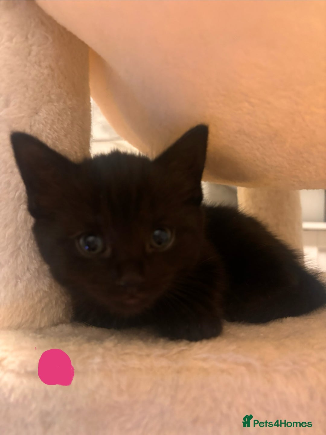 Mixed Breed cats for sale: Kittens  - Advert 5