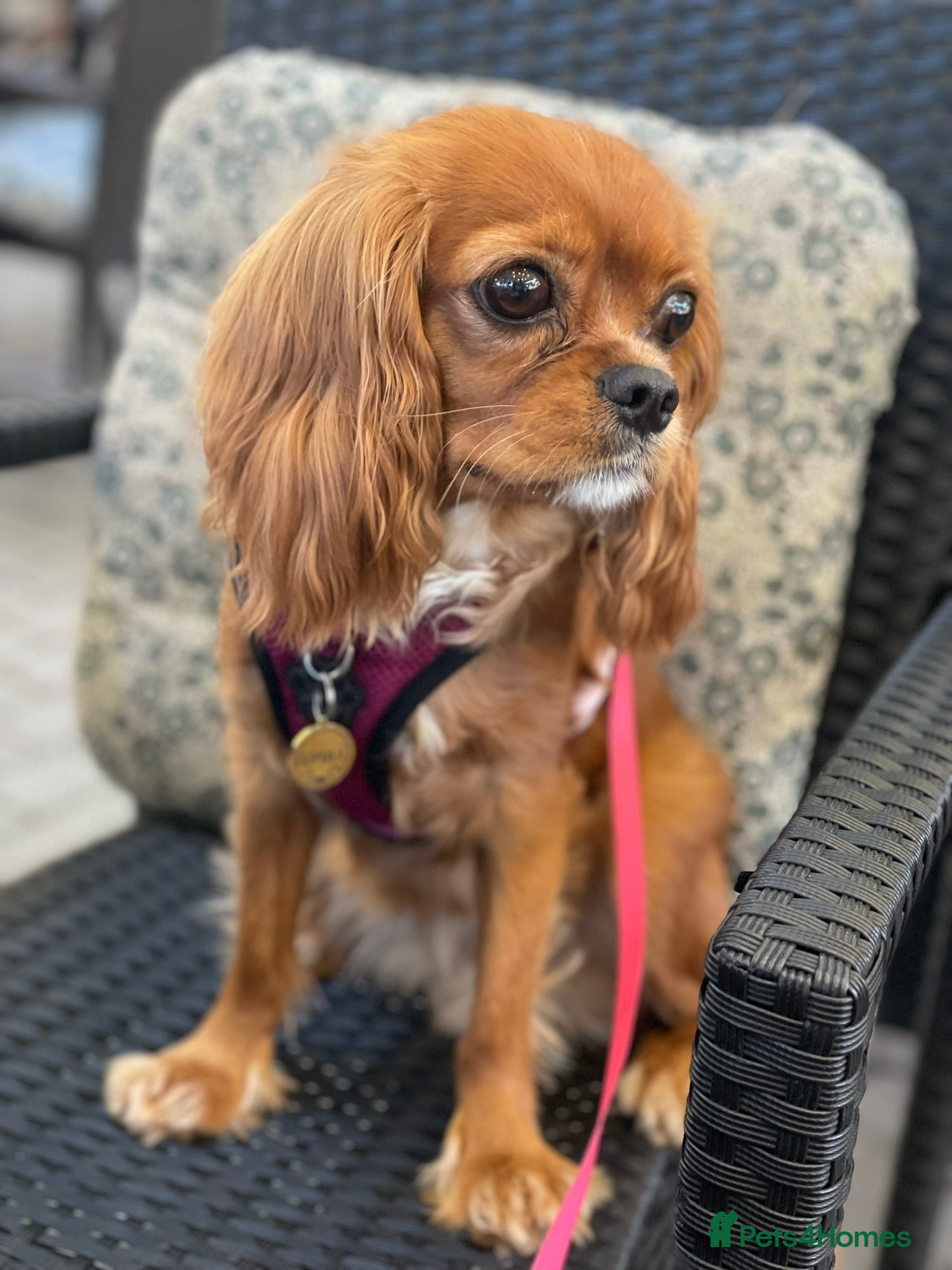 Cavalier King Charles Spaniel dogs Beautiful Cavalier Litter - Advert 18