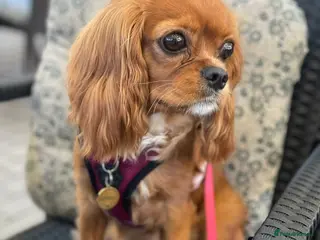 Cavalier King Charles Spaniel dogs Beautiful Cavalier Litter - Advert 11