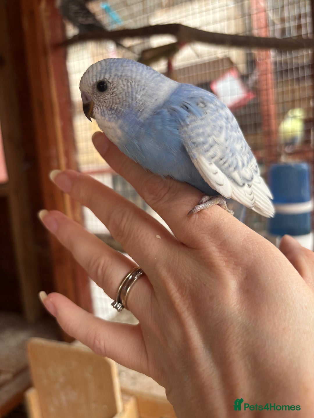 Budgerigars birds for sale: Budgies for sale £15 in Lincoln - Image 12