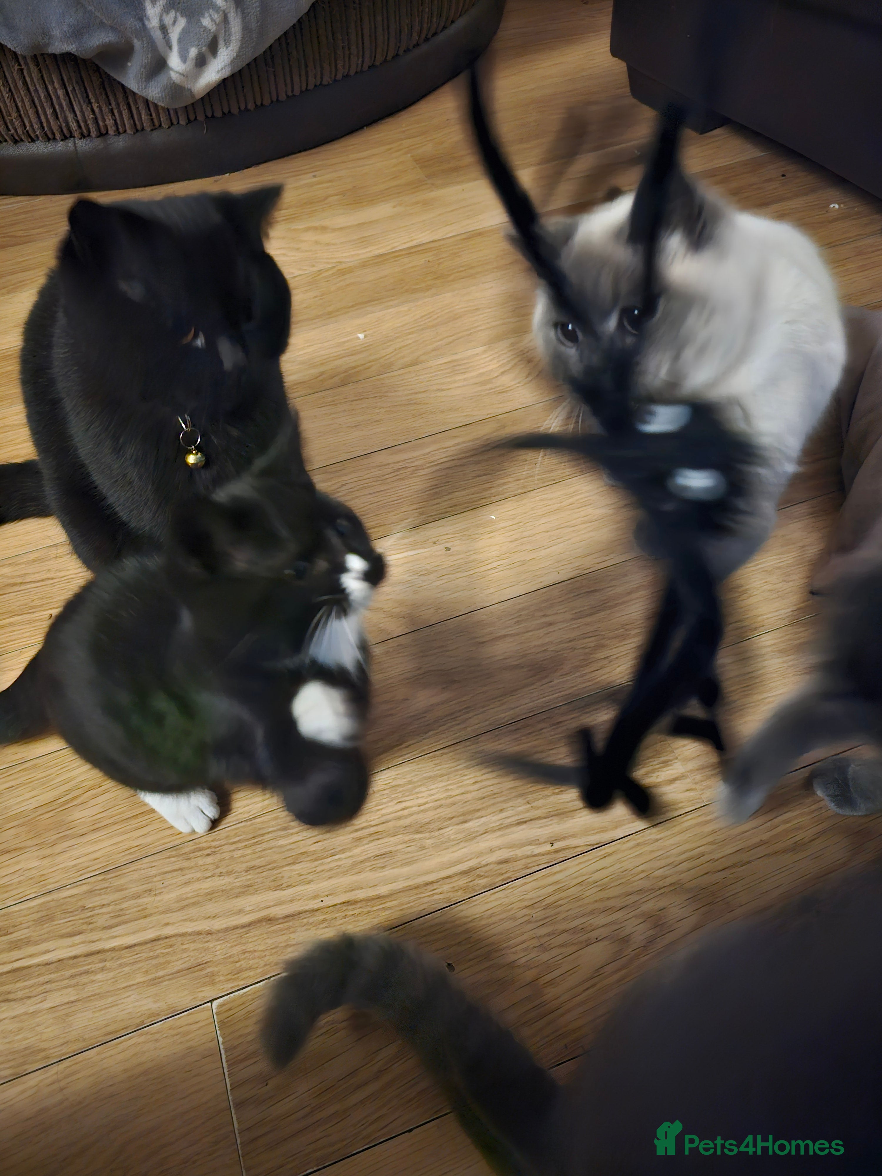 British Shorthair cats British shorthair cross DSH - Advert 1