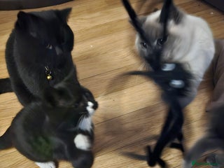 British Shorthair cats British shorthair cross DSH - Advert 1