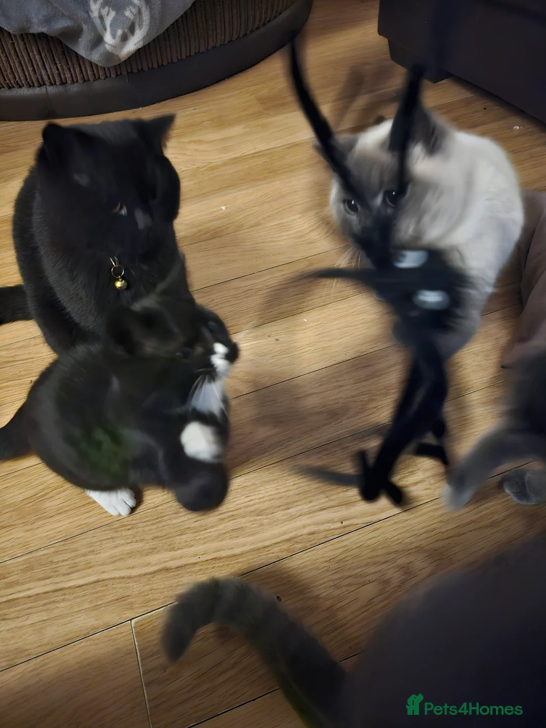 British Shorthair cats for sale: British shorthair cross DSH - Advert 2