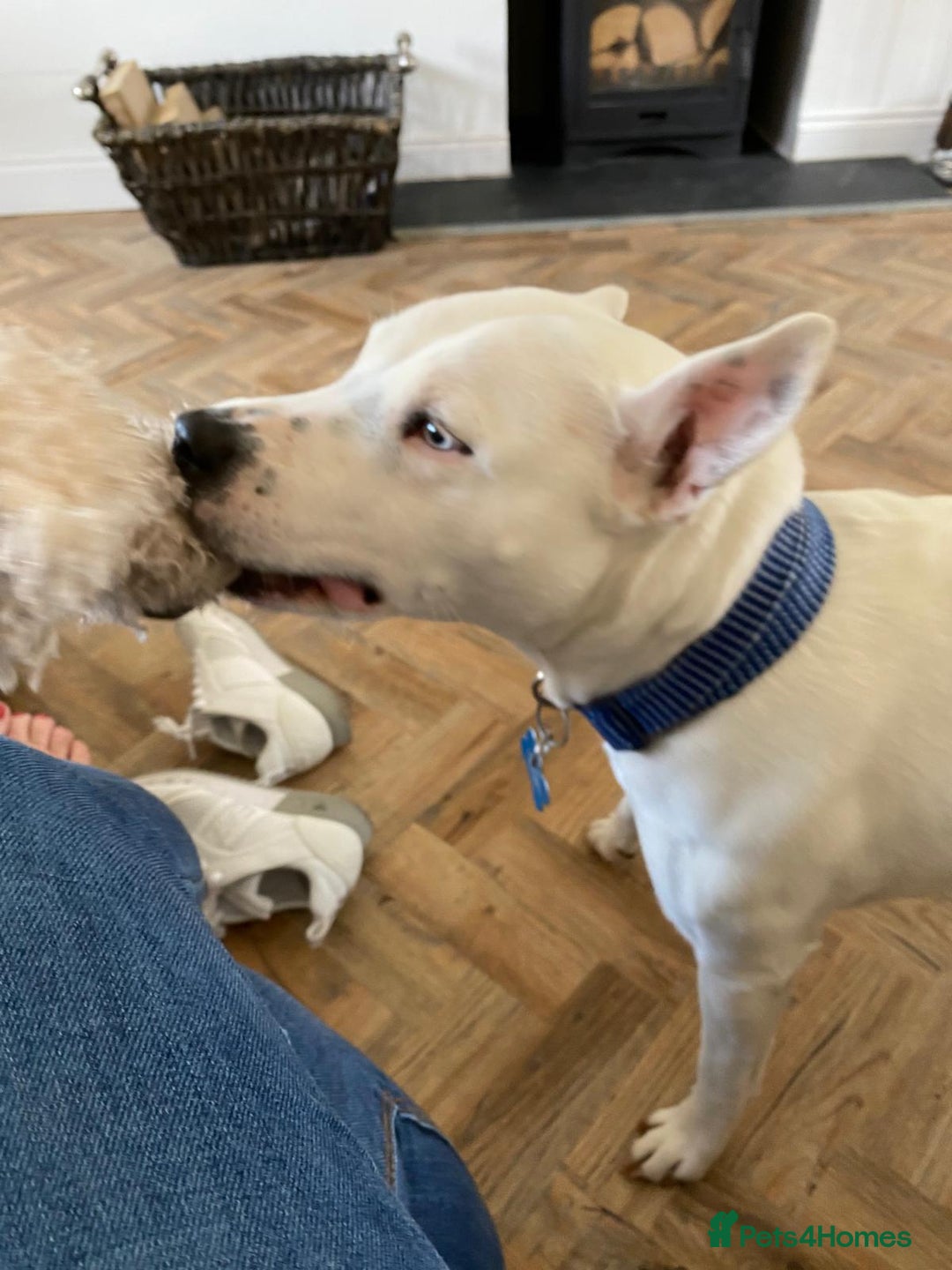 Mixed Breed dogs for sale: Beautiful Dog - Advert 2