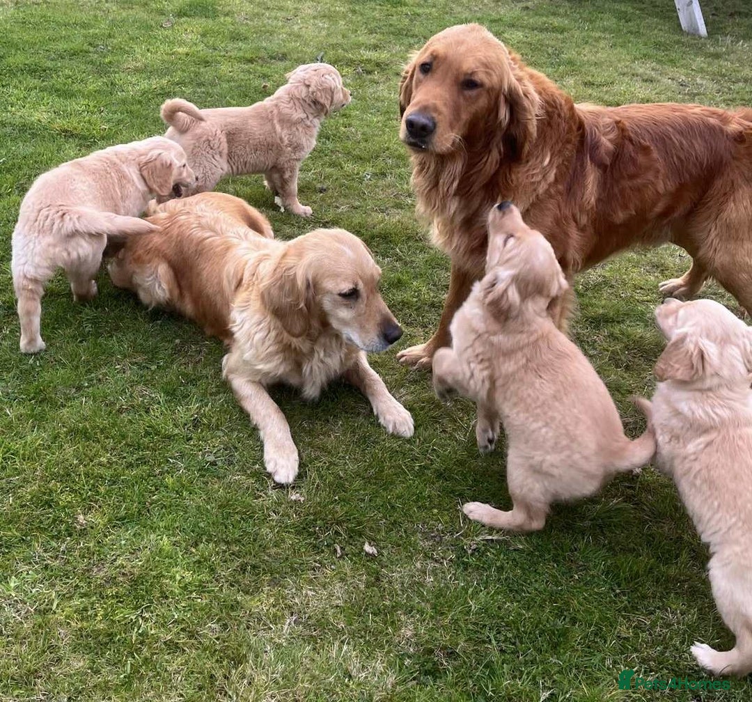 Golden Retriever dogs for stud: KC Reg Fox Red Golden Retriever stud - Advert 3