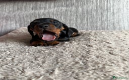 Miniature Dachshund dogs for sale: Mini dachshunds  - Image 3