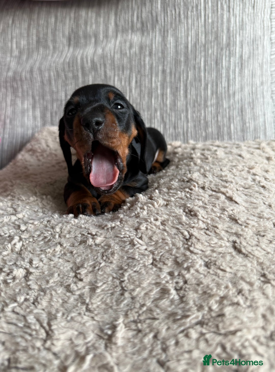 Miniature Dachshund dogs for sale: Mini dachshunds  - Image 3