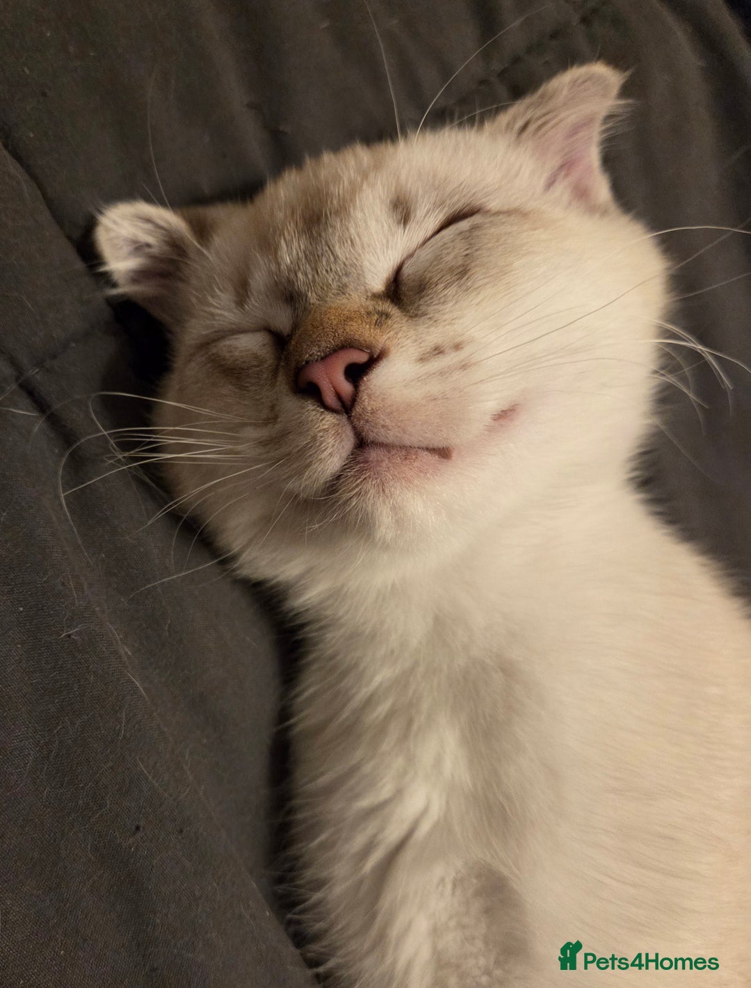 Scottish Fold cats for sale: One little boy still waiting - Advert 1