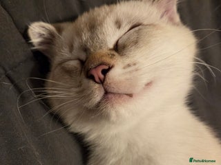 Scottish Fold cats One little boy still waiting - Advert 1