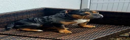 English Bulldog dogs for stud: Stunning tri mearle for stud  - Advert 2