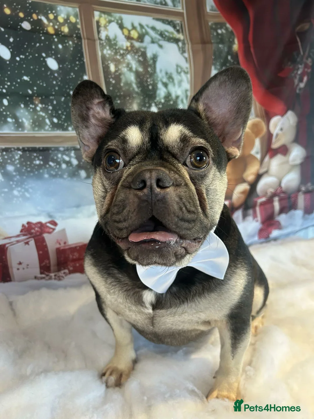French Bulldog dogs for sale: Male french bulldog - Advert 5