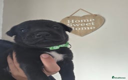 Mixed Breed dogs for sale: Adorable puppies for sale!  - Image 1