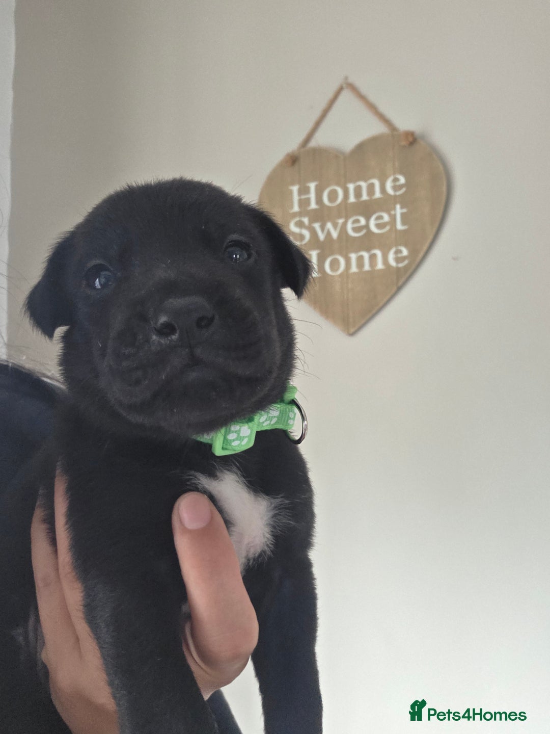 Mixed Breed dogs for sale: Adorable puppies for sale!  - Image 1