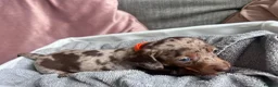 Miniature Dachshund dogs for sale: Miniature dachshunds  - Advert 9