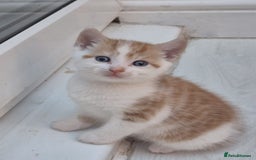 Mixed Breed cats for sale: 6 beautiful kittens (3 male, 3 females) for sale - Image 22