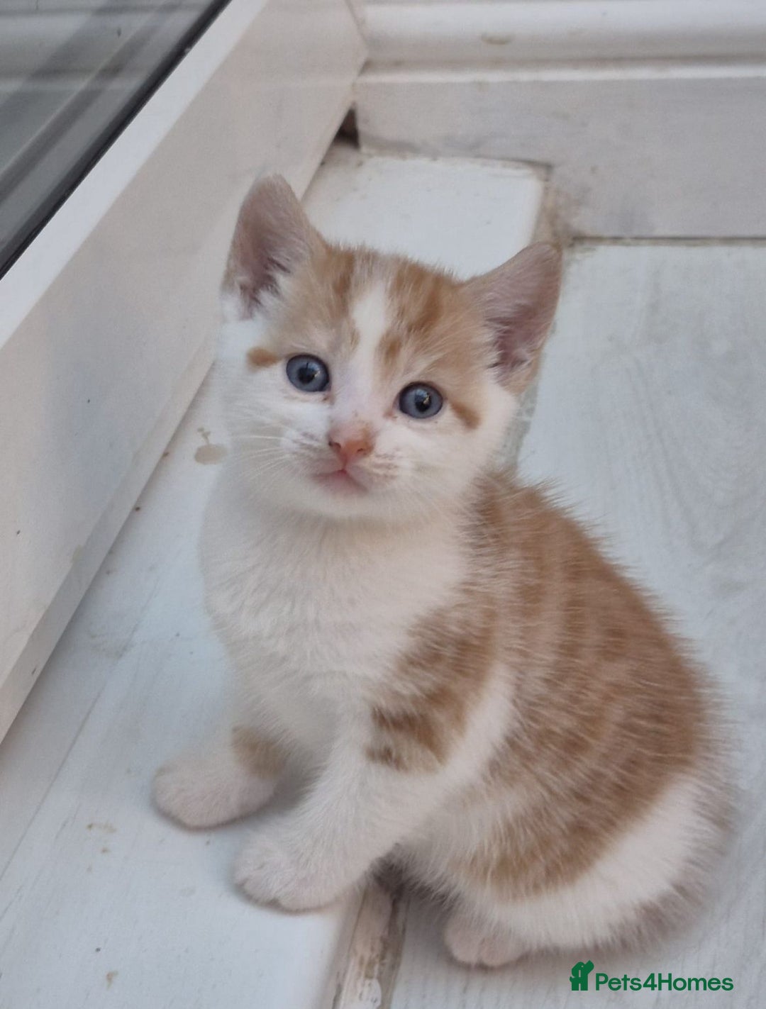 Mixed Breed cats for sale: 6 beautiful kittens (3 male, 3 females) for sale - Image 22