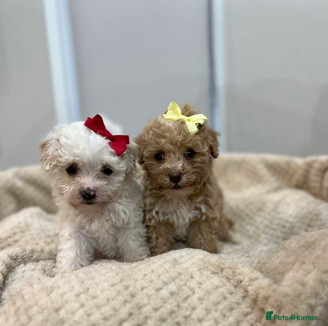 Teacup Dogs Gumtree Dogs For Sale Rolly Teacup Puppies Buy Rolly