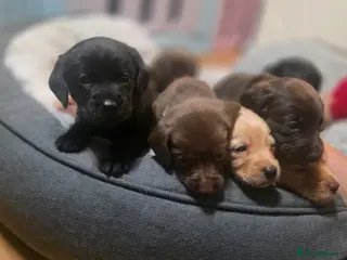 Cockerdor dogs Beautiful Cockerdor Puppies 🐶 - Advert 3