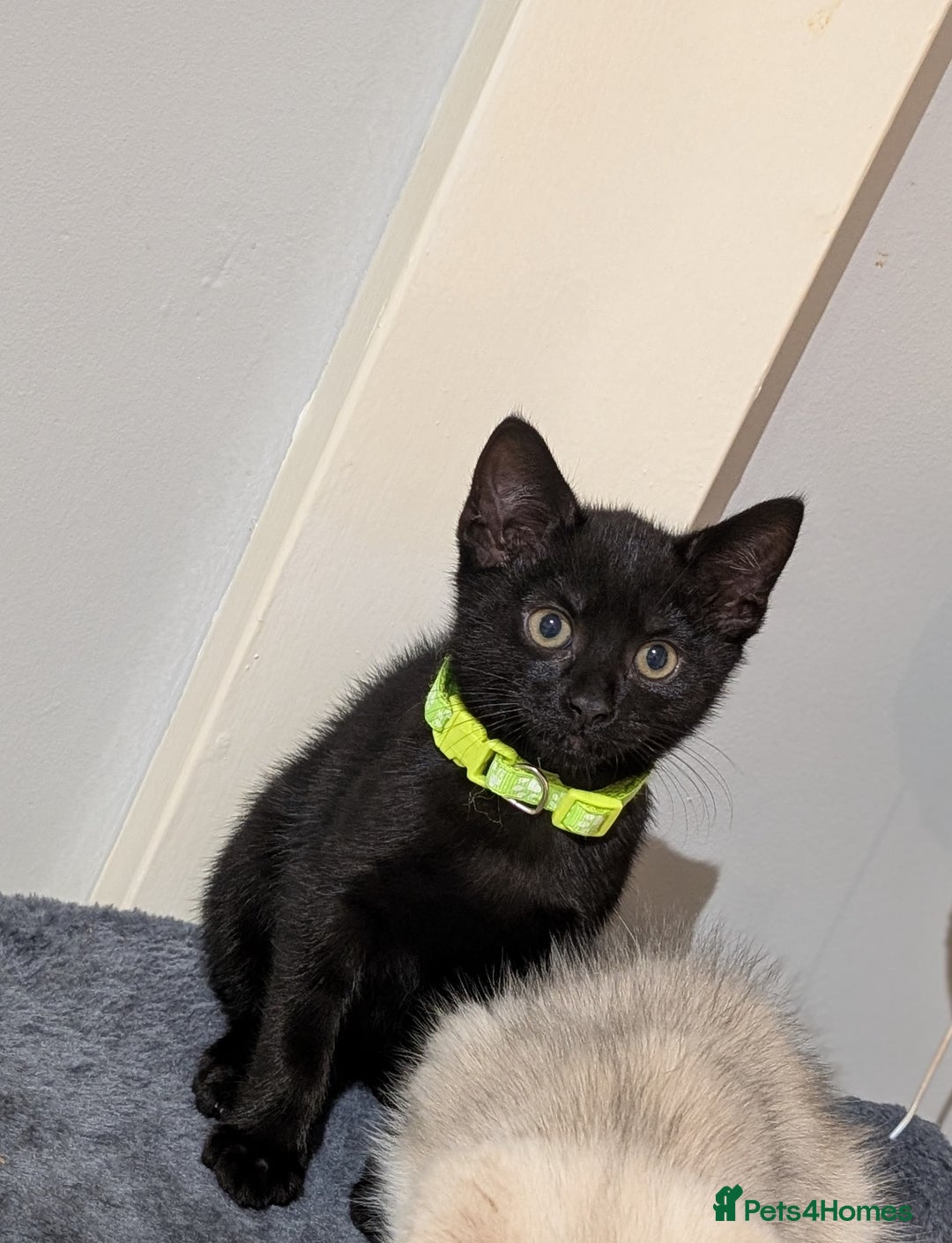 Mixed Breed cats for sale: Beautiful Kittens - Image 10