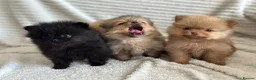 Pomeranian dogs for sale: READY TO GO🩵🐻2 stunning KC Pomeranian puppies🐻 - Advert 16