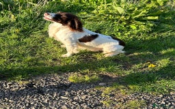 English Springer Spaniel dogs for sale: Liver & White working springer spaniel pups - Image 7