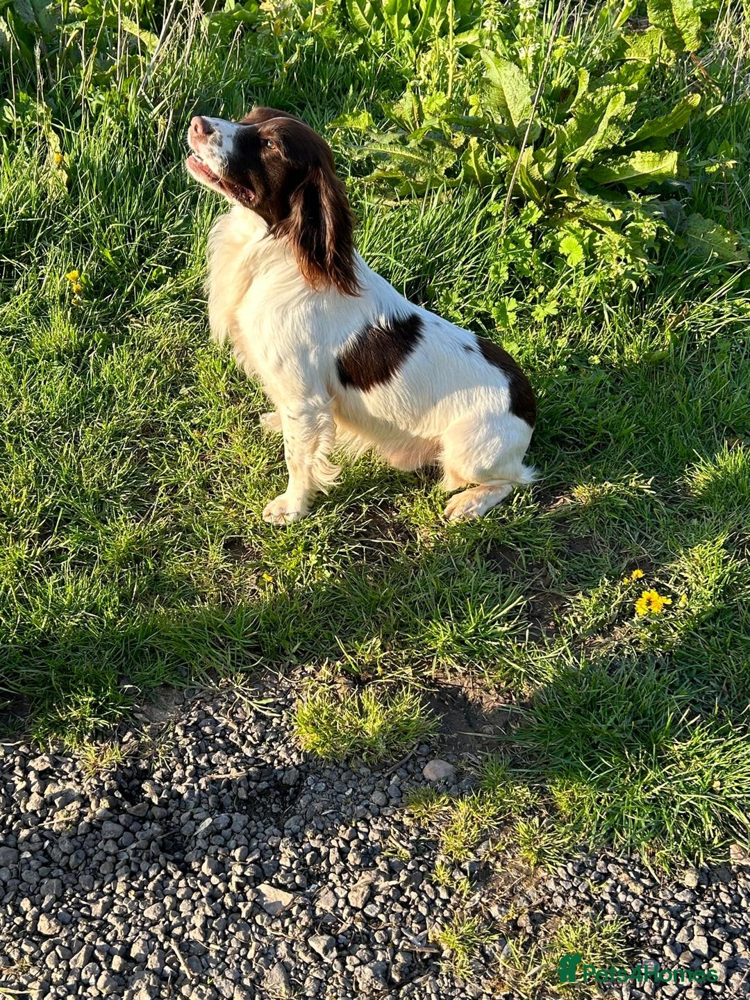 English Springer Spaniel dogs for sale: Liver & White working springer spaniel pups - Image 7