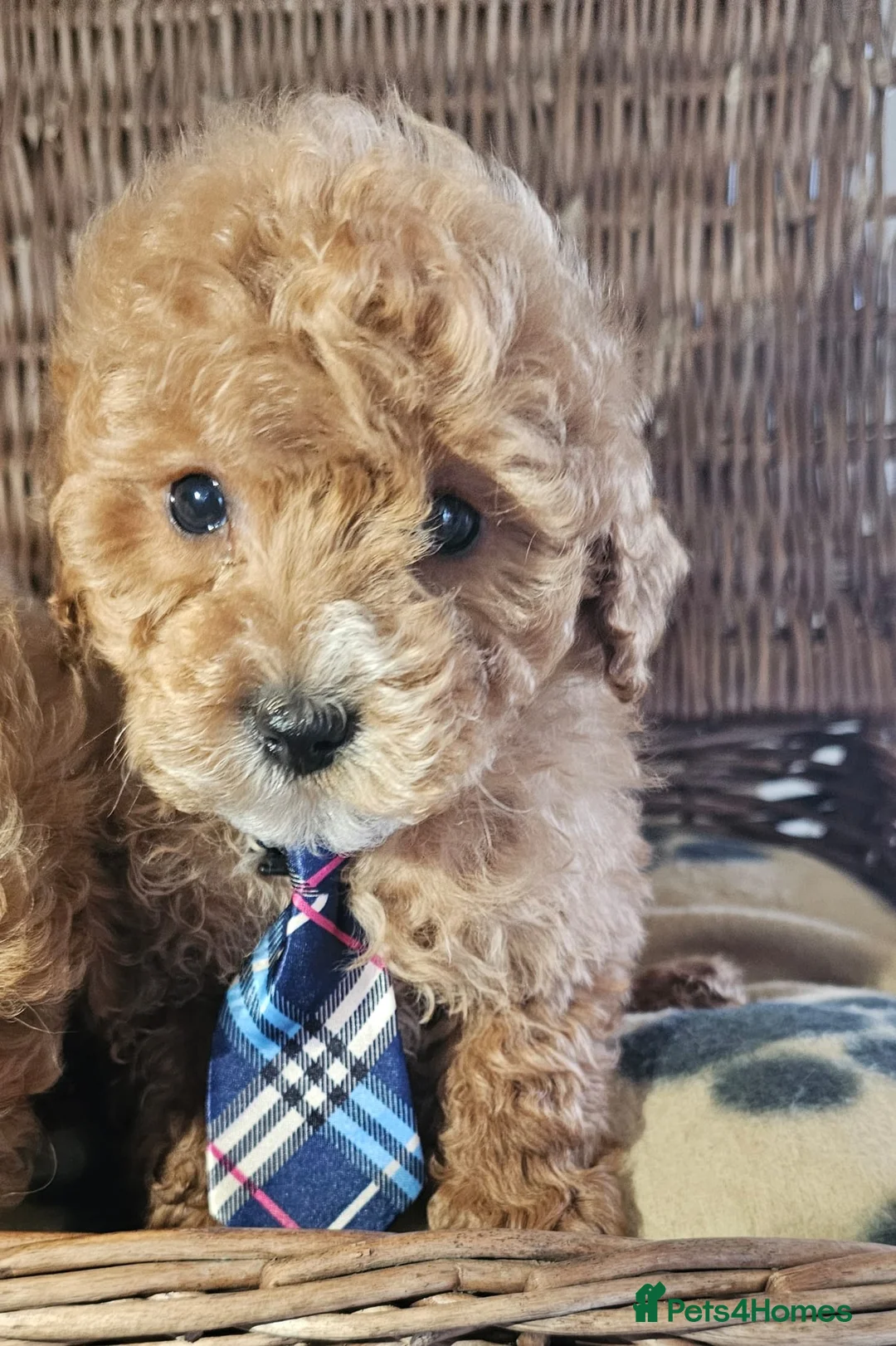 Cavapoo dogs for sale: Cavapoo puppies heath checked by vet  - Advert 3