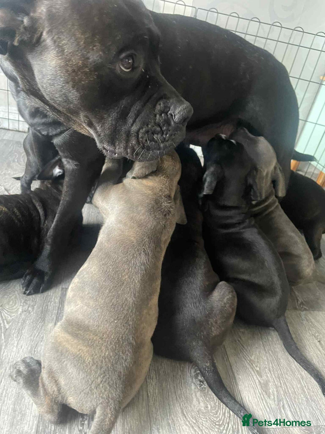 Cane Corso dogs for sale: Cane corso x Italian mastiff puppies  in Worksop - Image 14