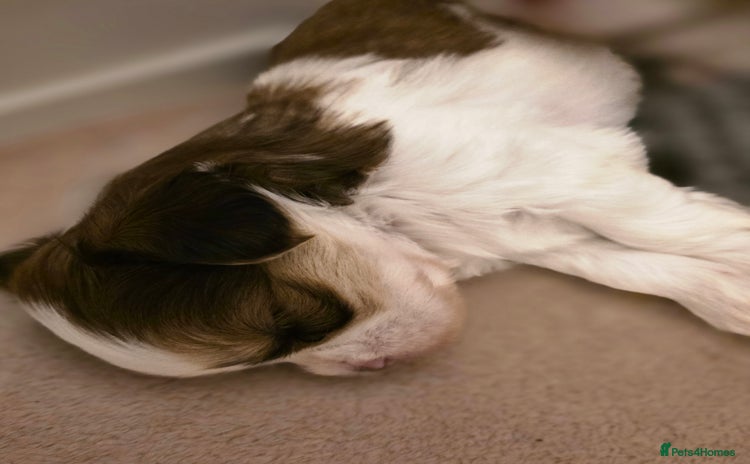 Shih Tzu dogs Imperial shih tzu stunning - Advert 3