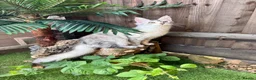 Maine Coon cats for sale: 🌟🌟Jadore  – Beautiful Girl Maine Coon 🌟🌟 - Advert 7
