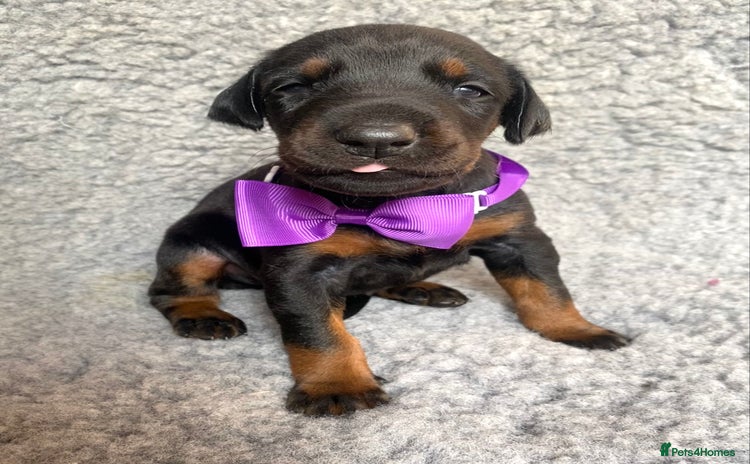 Dobermann dogs - Advert 3