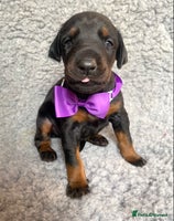 Dobermann dogs - Advert 7