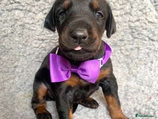 Dobermann dogs - Advert 20