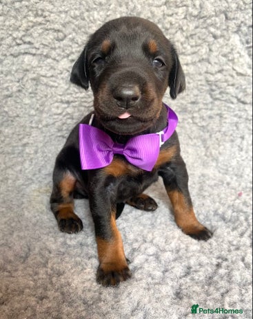 Dobermann dogs - Advert 1
