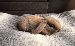 Mini Lop rabbits for sale: Mini Lop Bunnies - Image 4