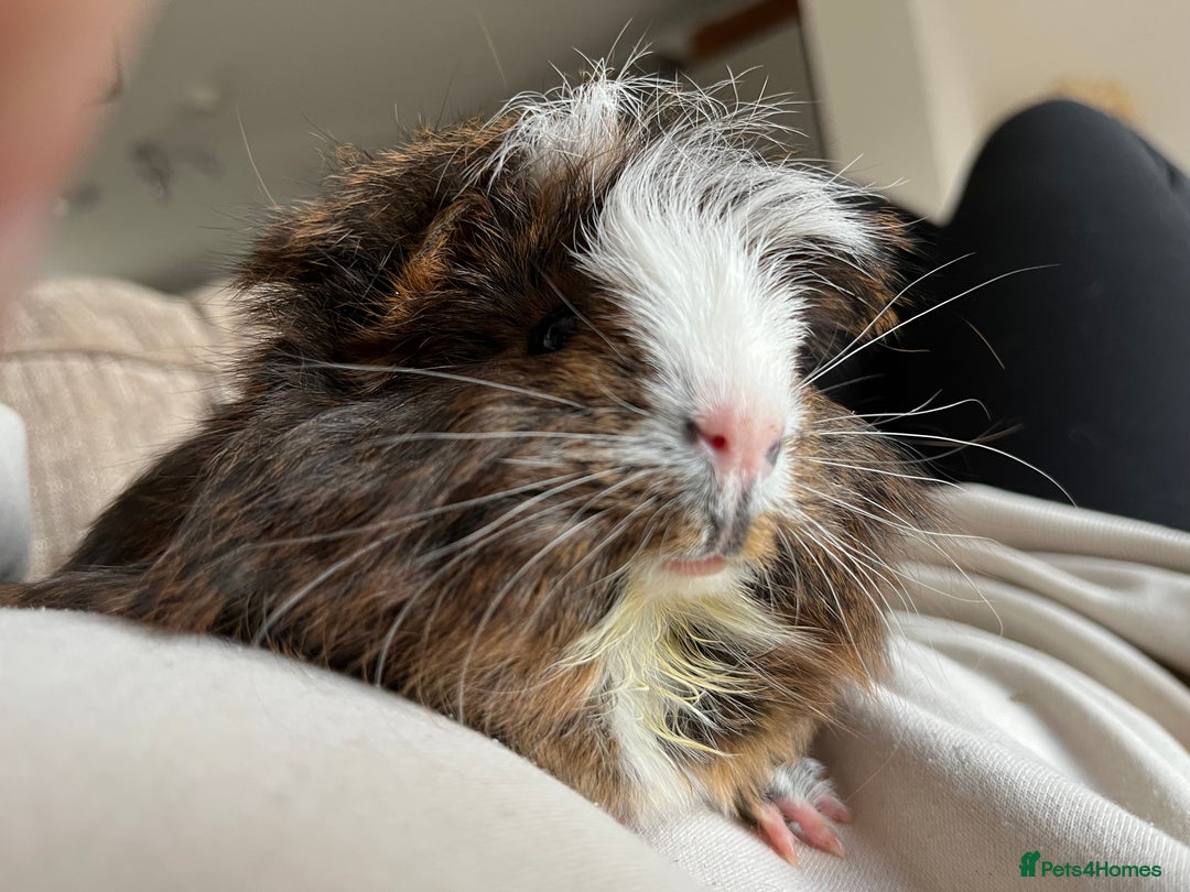 Guinea Pig rodents for sale: 2 Bonded Male Guinea Pigs  - Image 4