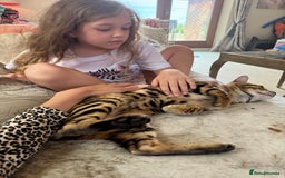 Bengal cats for sale: Stunning and loving Bengal Male - Image 3