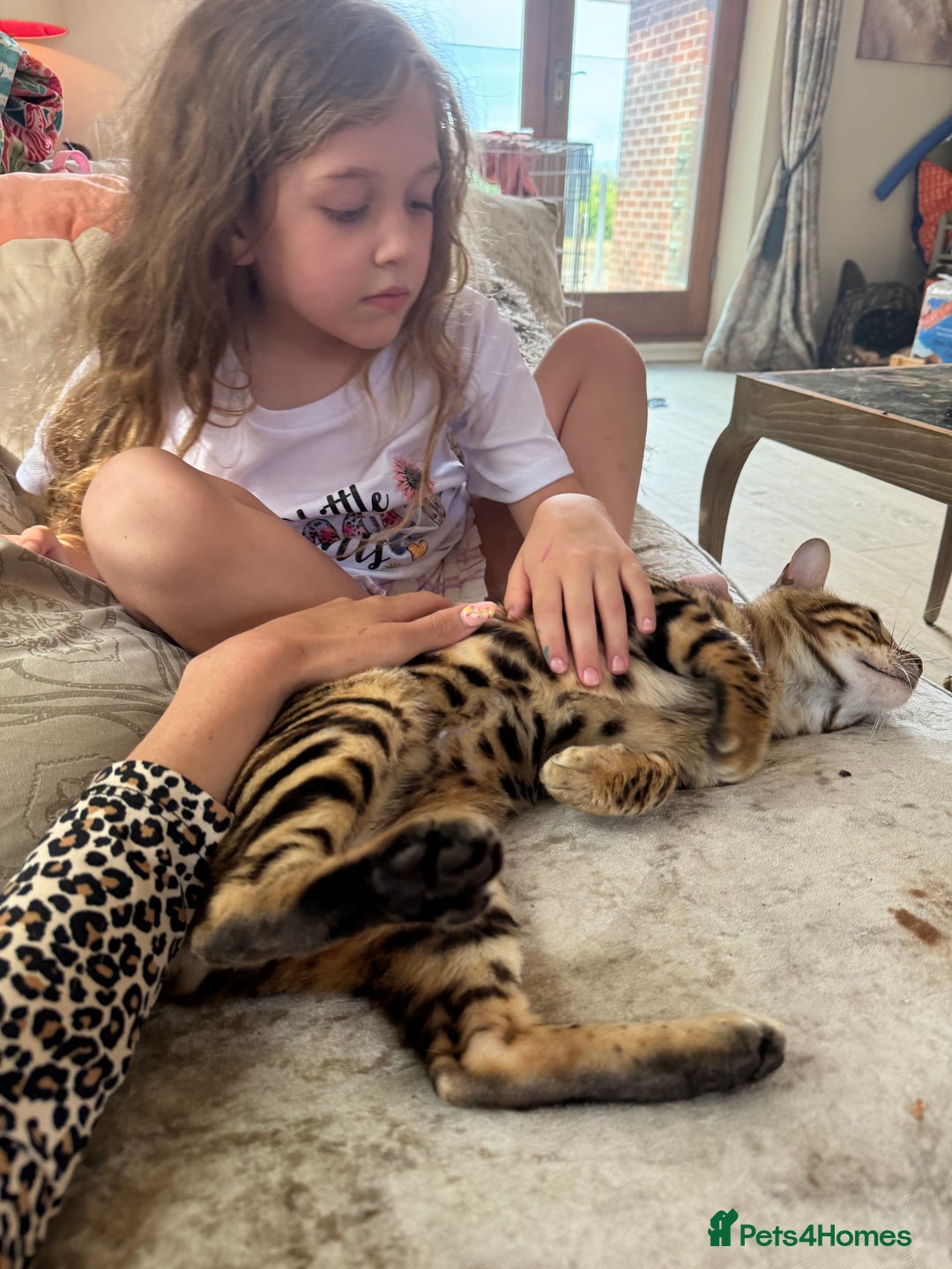 Bengal cats for sale: Stunning and loving Bengal Male - Image 3