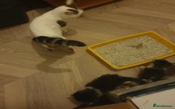 Mixed Breed cats for sale: Beautiful 3 kittens,born 20th August - Image 11