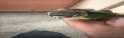 Conures birds for sale: Green cheek conure - Advert 5