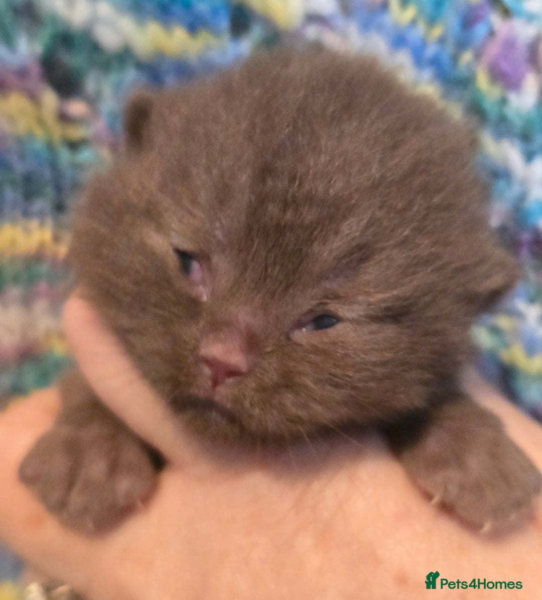 British Shorthair cats for sale: ONE GIRL LEFT TICA REGISTERED BRITISH SHORTHAIR - Advert 16