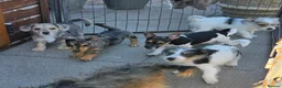 Jack Russell dogs for sale: Jack Russell Pups - Advert 8